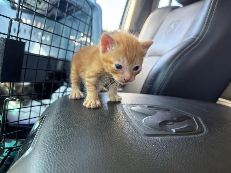 A baby small-sized female Domestic Short Hair cat named Eeny for adoption in La Verkin, UT