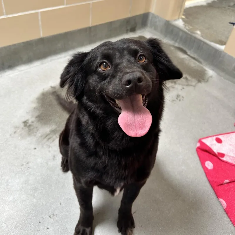 A young medium-sized female Black Spaniel dog named Dixie for adoption in Hawthorne, CA