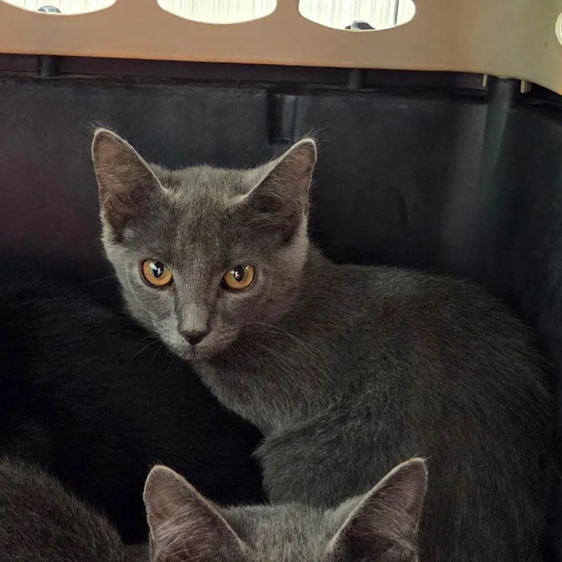 A baby small-sized male Gray / Blue / Silver Domestic Short Hair cat named Nilly for adoption in Chattanooga, TN