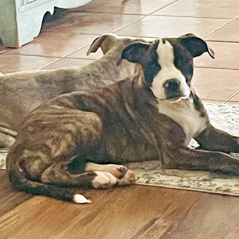 A baby medium-sized female Brindle Mixed Breed dog named Lily Rose for adoption in Tunica, MS