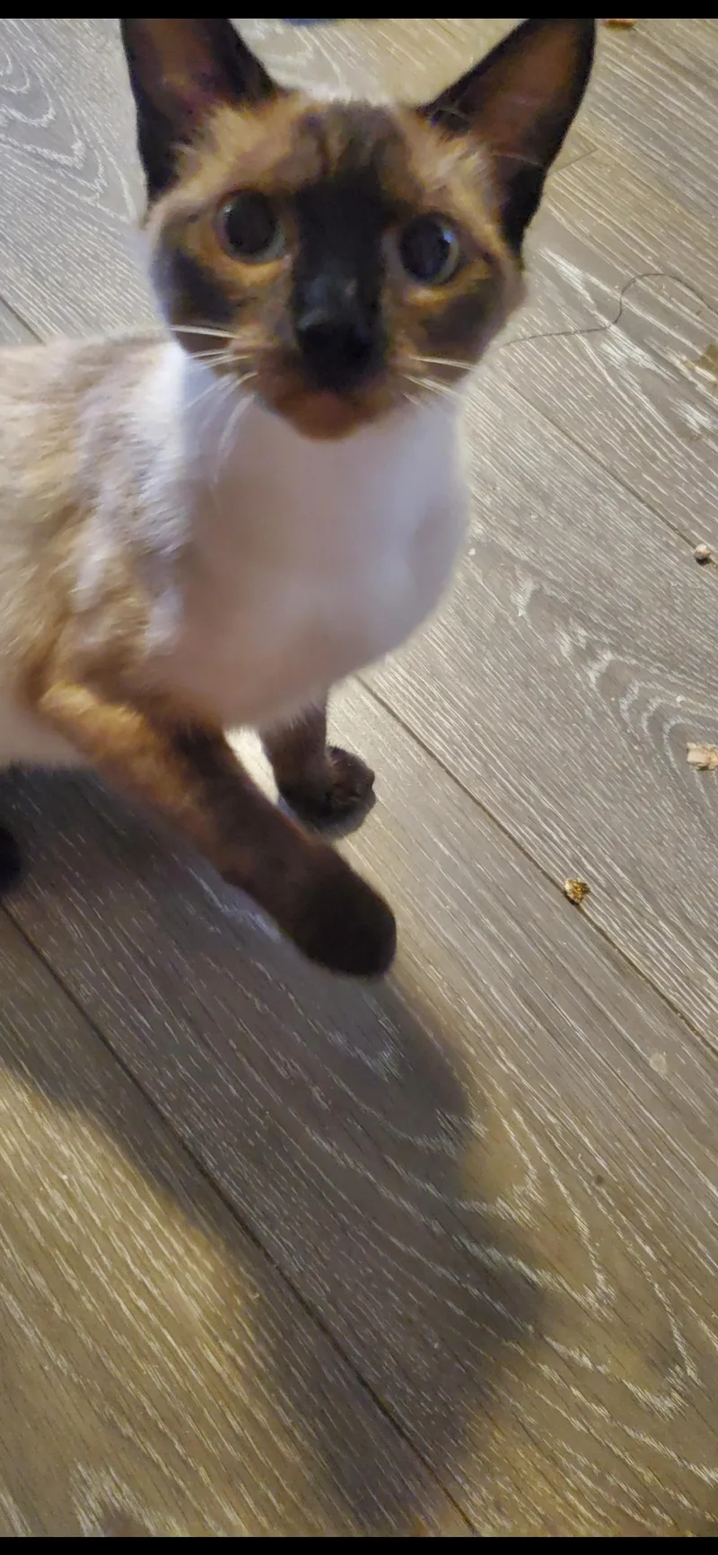 Buttercup