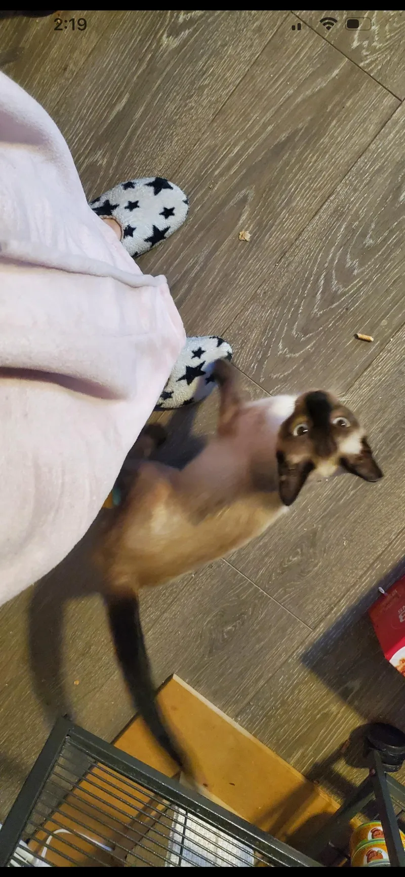 Buttercup thumbnail 3