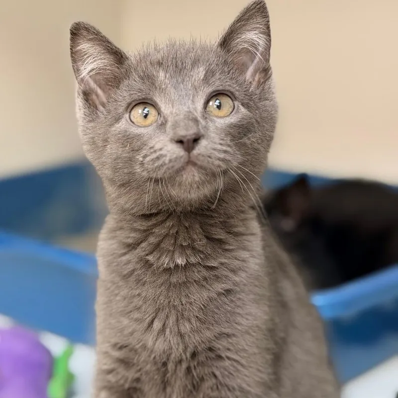A baby small-sized male Gray / Blue / Silver Domestic Short Hair cat named Courage for adoption in Champaign, IL