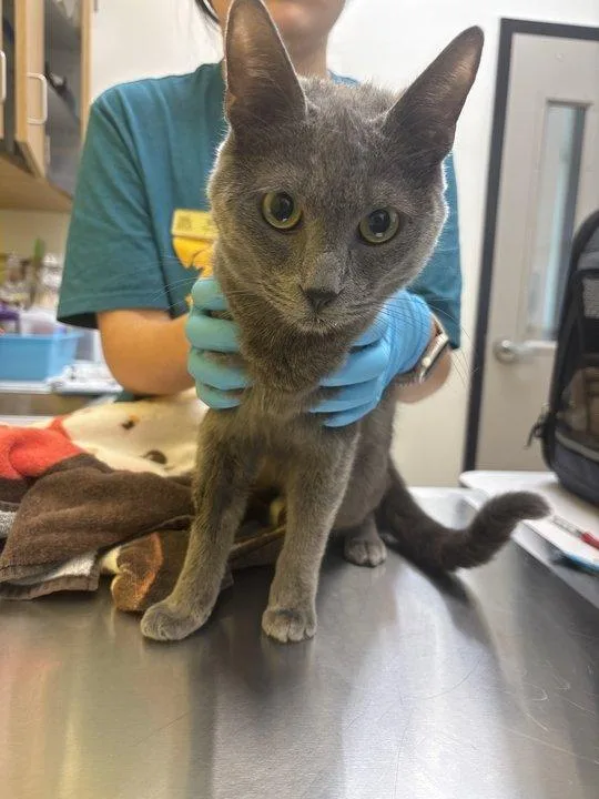A baby medium-sized female Blue Cream Russian Blue cat named Mortgage for adoption in Raleigh, NC