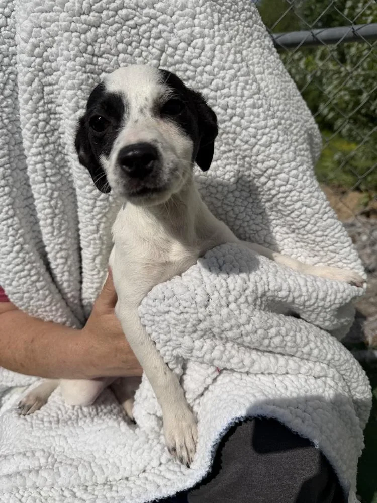 A baby small-sized female Tricolor (Brown, Black, & White) Chihuahua dog named Lara for adoption in Waterloo, IL