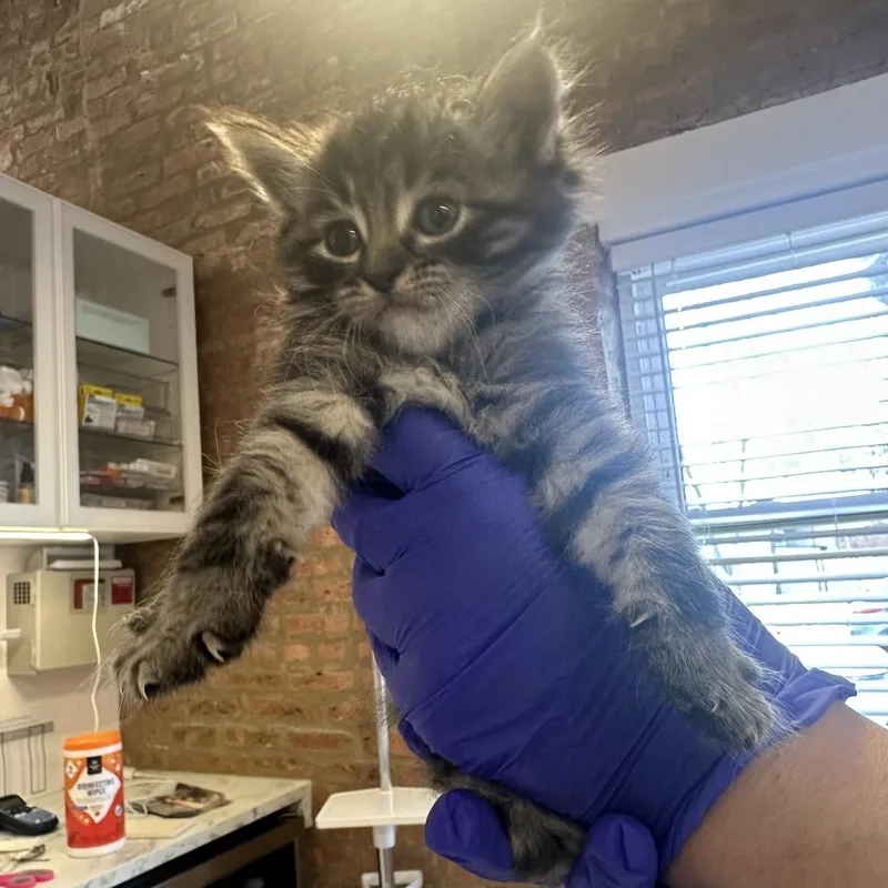 A baby small-sized male Black Domestic Long Hair cat named Rocky for adoption in Forest Park, IL