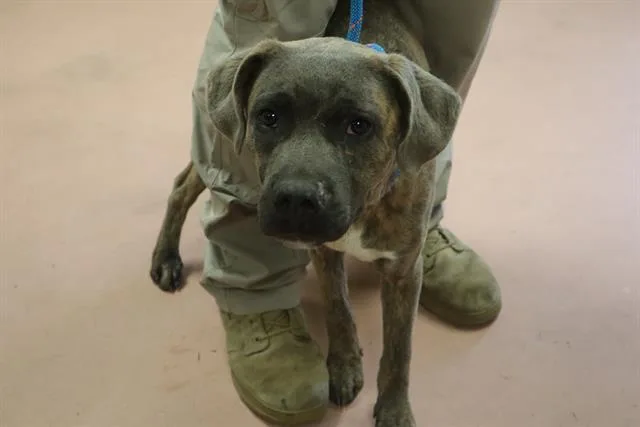 A young medium-sized male Mixed Breed dog named Bently for adoption in Columbia, SC