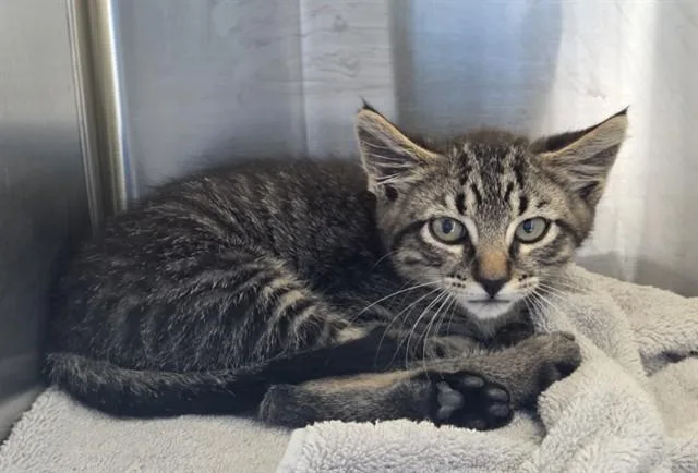 A baby small-sized male Domestic Medium Hair cat named Tommy Mcmeowkins for adoption in Brighton, CO