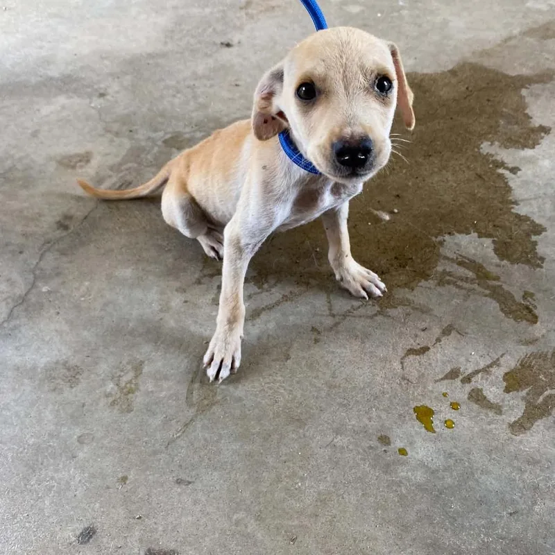 A baby small-sized male Yellow / Tan / Blond / Fawn Yellow Labrador Retriever dog named Howard for adoption in Chicago, IL