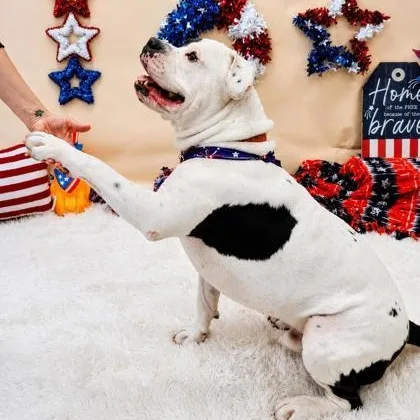 An adult extra large-sized male Black Mixed Breed dog named Biggie Cheese A for adoption in Hamilton, OH
