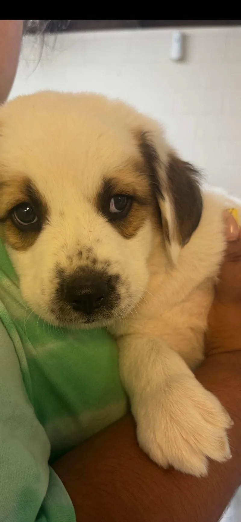 A baby medium-sized male White / Cream Great Pyrenees dog named Mugshot for adoption in Longmont, CO
