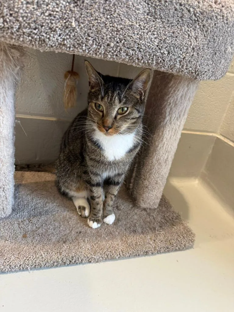 A young small-sized male Domestic Short Hair cat named Neville for adoption in Dalton, GA