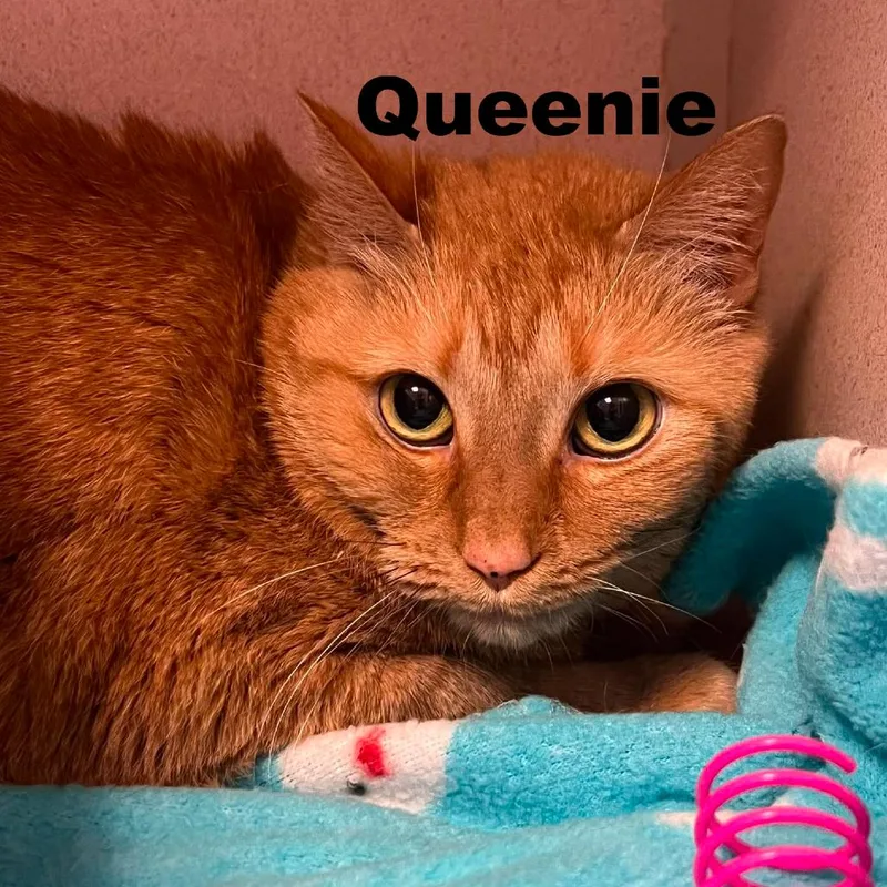 Queenie