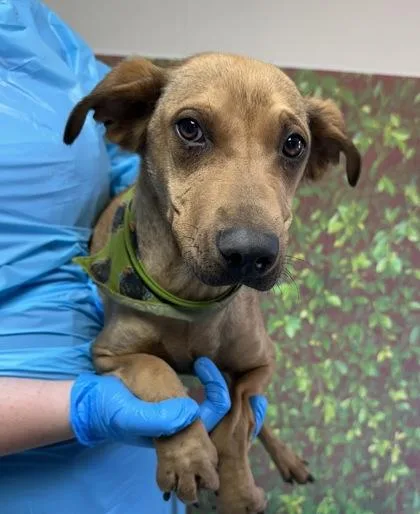An adult medium-sized male Shepherd dog named Magnus for adoption in San Antonio, TX