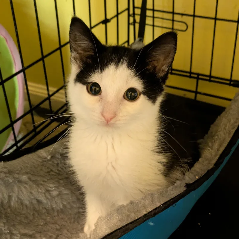 A baby medium-sized male Domestic Short Hair cat named Bad Bangs for adoption in Logan, UT