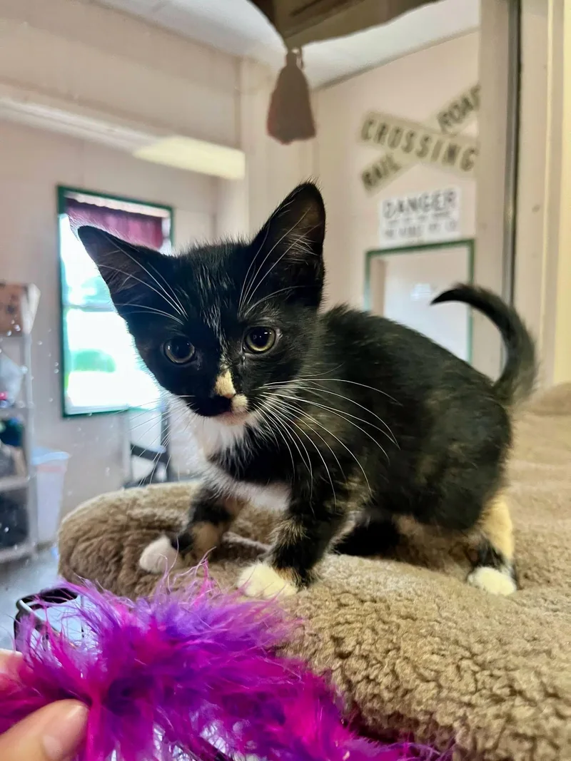 A baby medium-sized female Tortoiseshell cat named Duchess for adoption in Leavenworth, KS