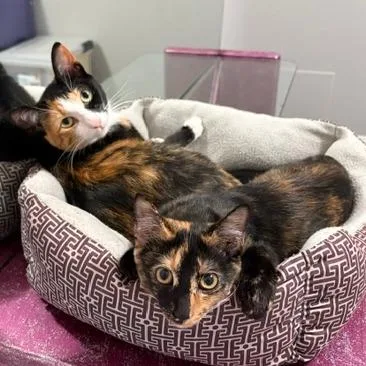 A baby small-sized female Domestic Short Hair cat named Lola for adoption in League City, TX