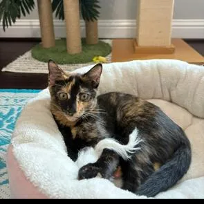 Lola thumbnail 2