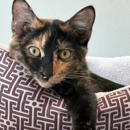 Lola thumbnail 3