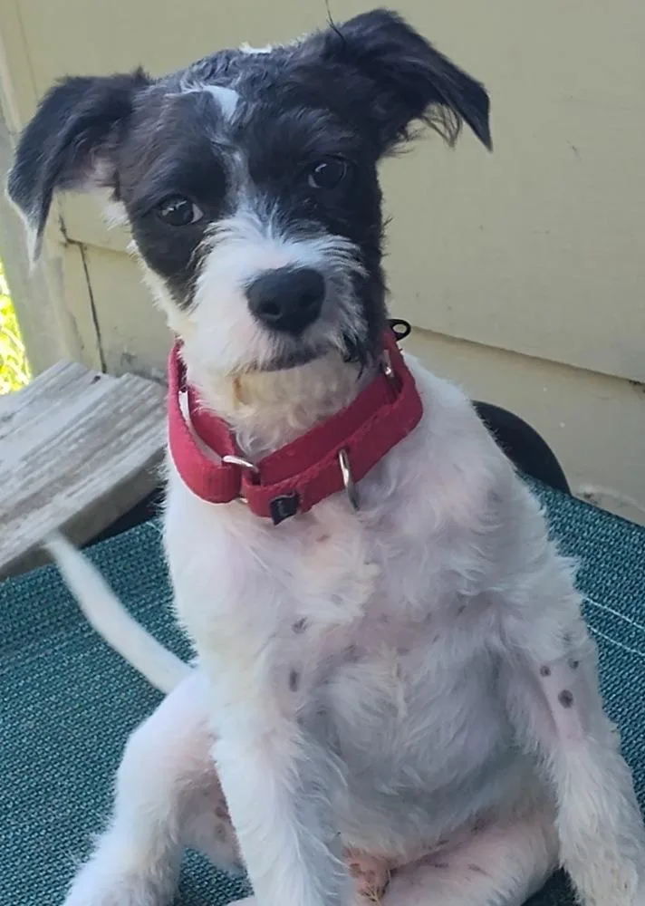 A baby small-sized male Tricolor (Brown, Black, & White) Jack Russell Terrier dog named Rascal for adoption in Boston, MA