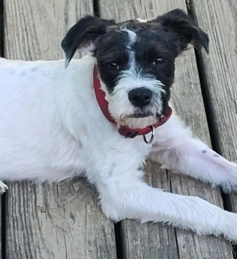 Rascal thumbnail 3