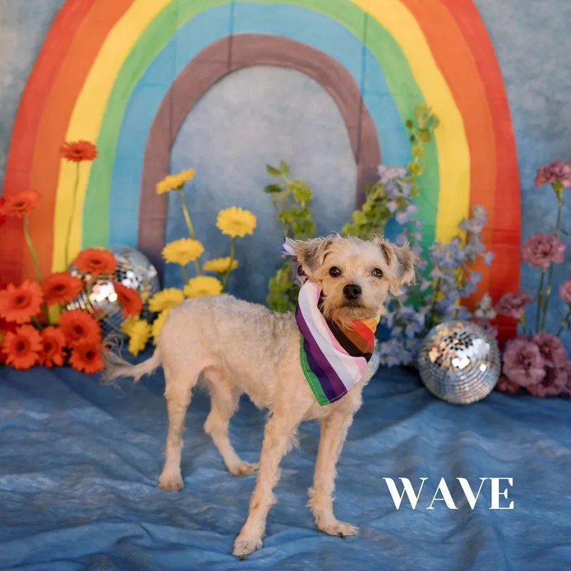 Wave thumbnail 5
