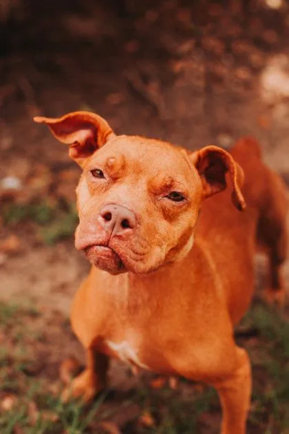 An adult small-sized female American Staffordshire Terrier dog named a Romea for adoption in North Charleston, SC