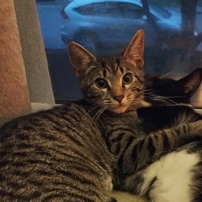 A baby small-sized female Brown / Chocolate Domestic Short Hair cat named Marbles for adoption in Waynesboro, PA
