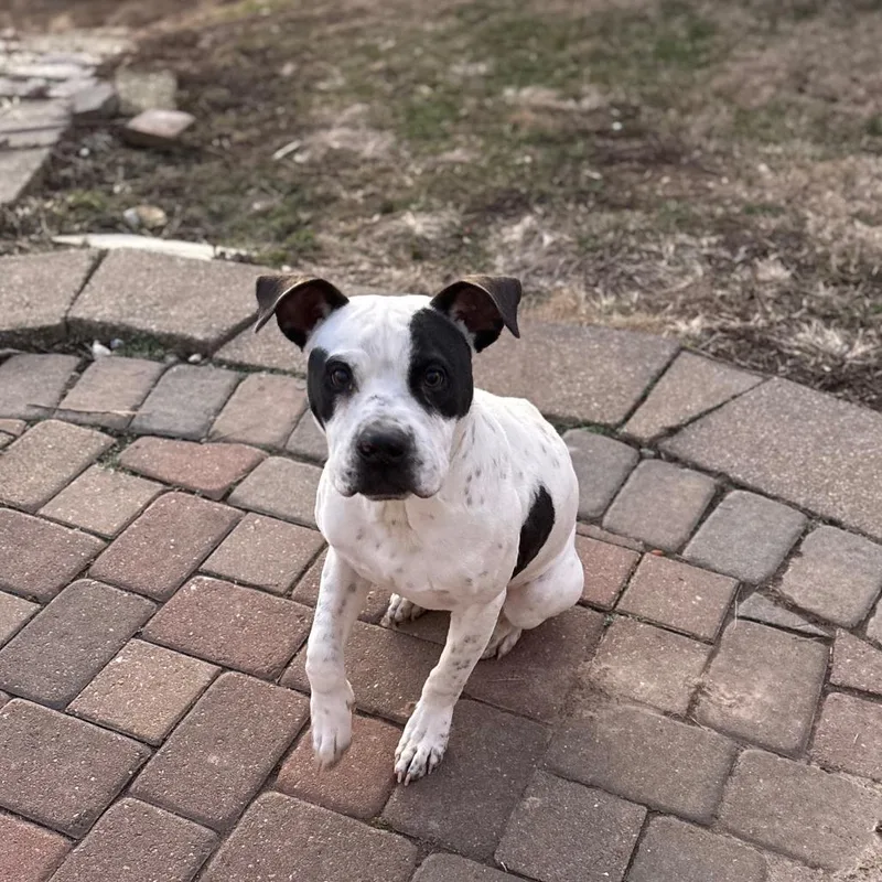 Jalapeno Chicken thumbnail 2