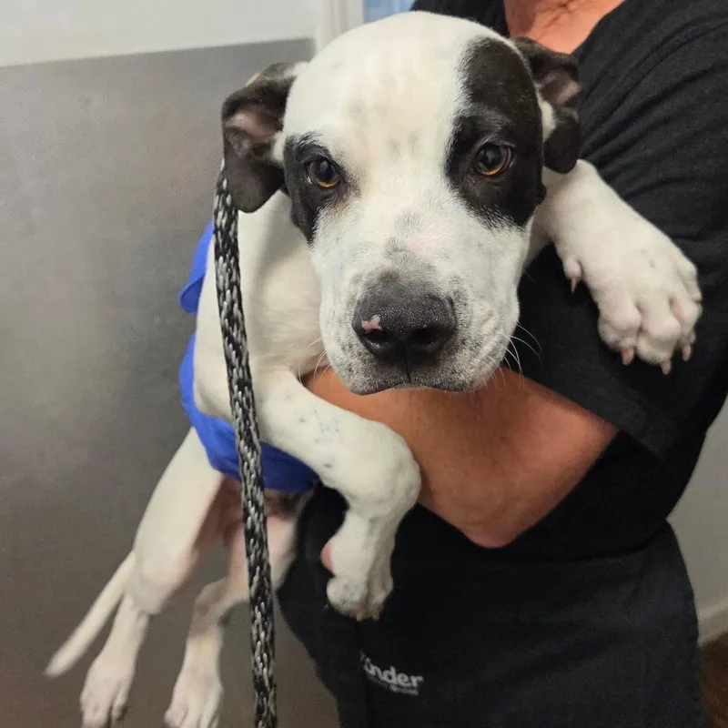 Jalapeno Chicken thumbnail 5