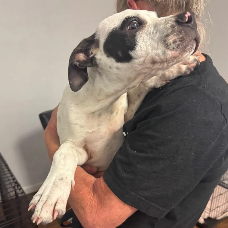 Jalapeno Chicken thumbnail 6