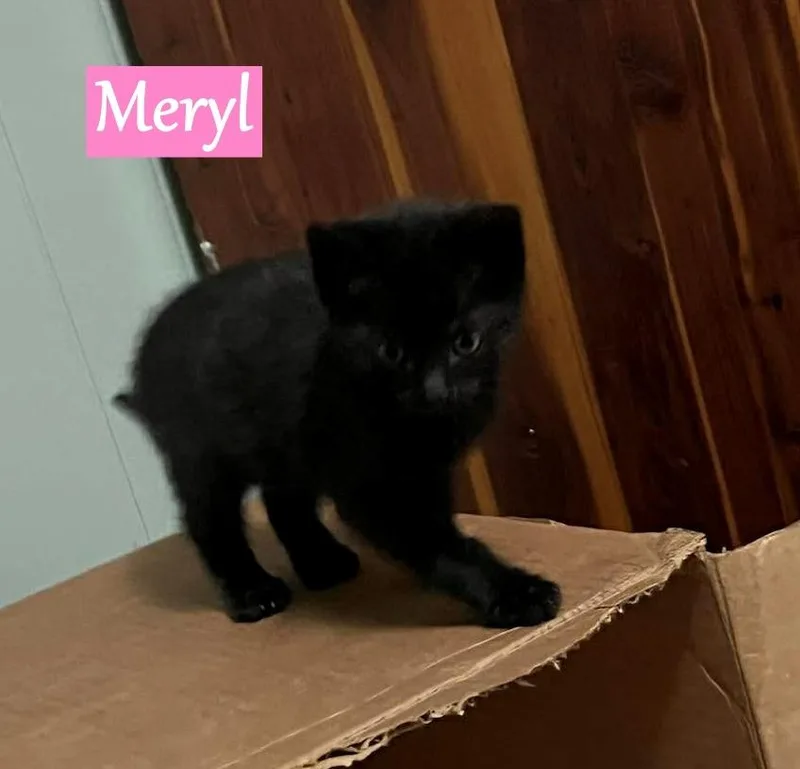 A baby medium-sized female Domestic Short Hair cat named Meryl for adoption in Hoover , AL