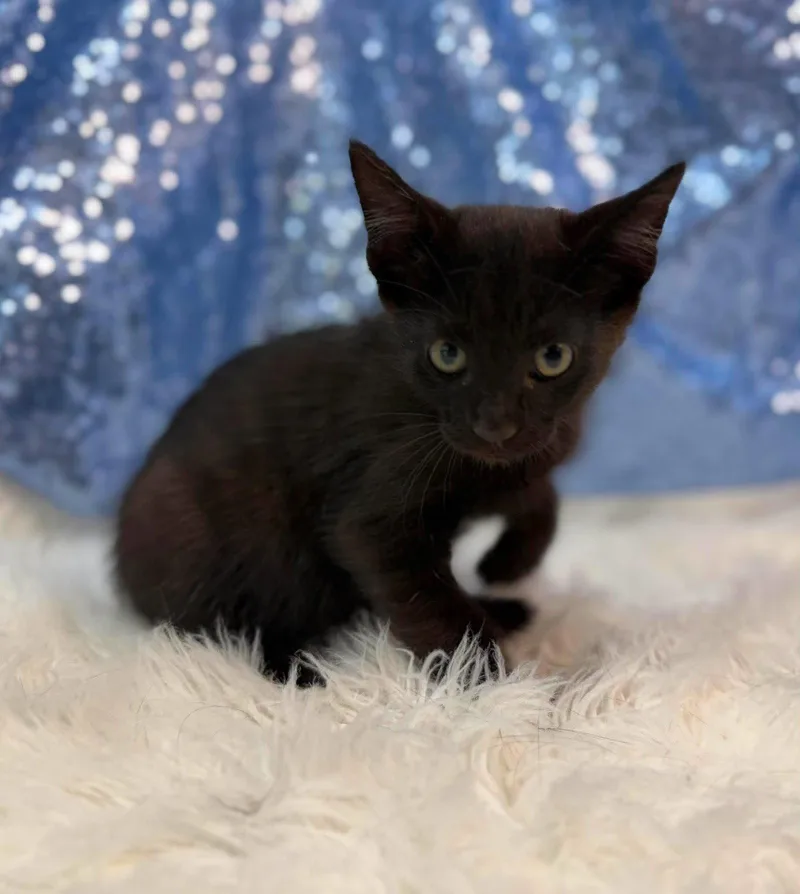 A young medium-sized male Black Domestic Short Hair cat named Lucca for adoption in Clarkesville, GA