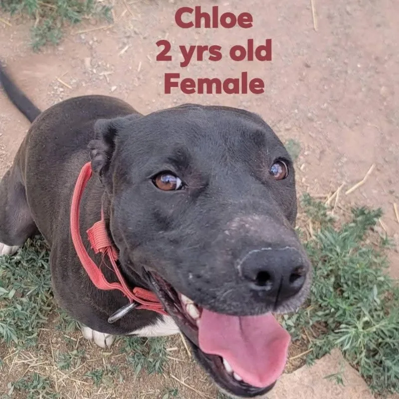 An adult large-sized female Pit Bull Terrier dog named Chole for adoption in Sandia Park, NM