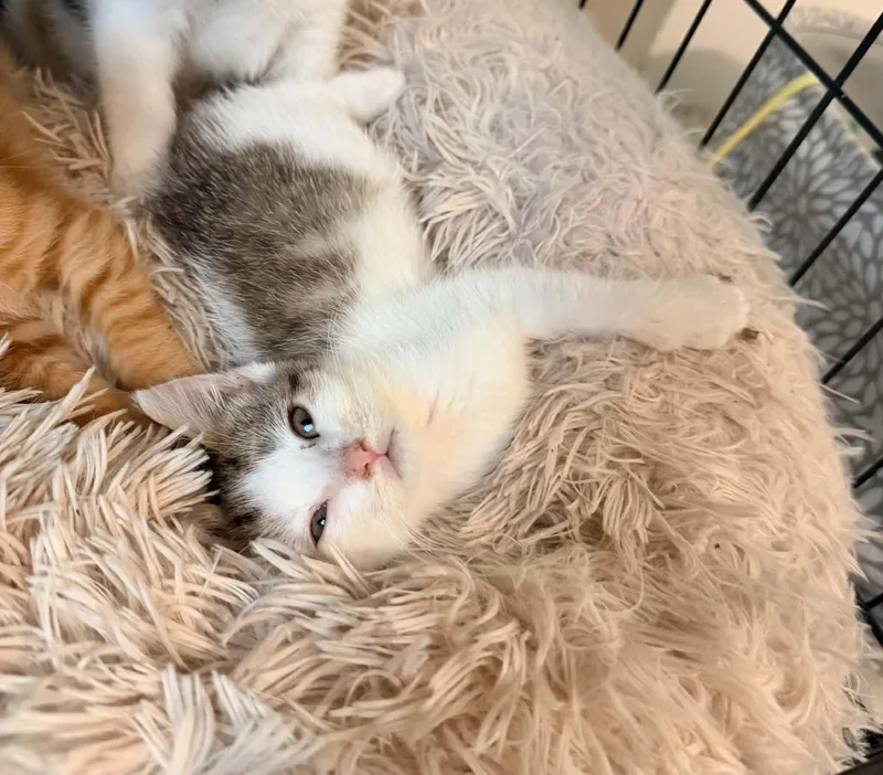 A baby small-sized female Domestic Short Hair cat named Roxette for adoption in Milwaukee, WI