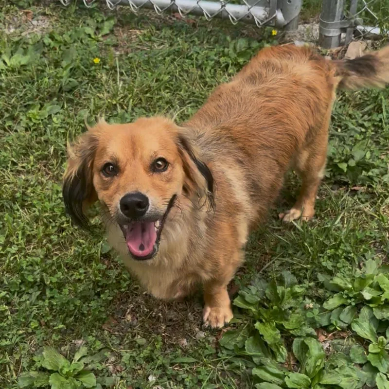 A young medium-sized male Brown / Chocolate Dachshund (Long Haired) dog named S'mores for adoption in Fairmont, WV