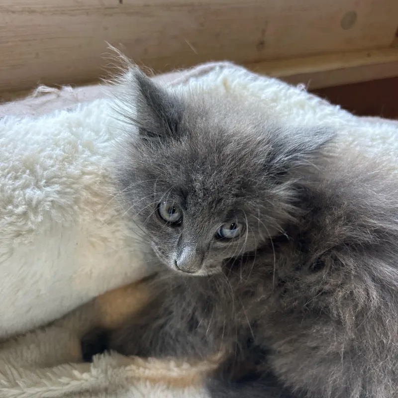 A baby medium-sized male Gray / Blue / Silver Maine Coon cat named Duke & Denali for adoption in Bradenton, FL