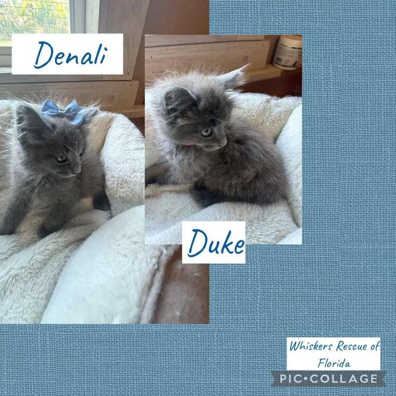 Duke & Denali thumbnail 5