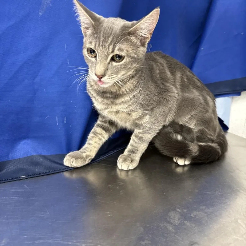 A young medium-sized male Tortoiseshell Domestic Short Hair cat named Fred for adoption in Henderson, NV