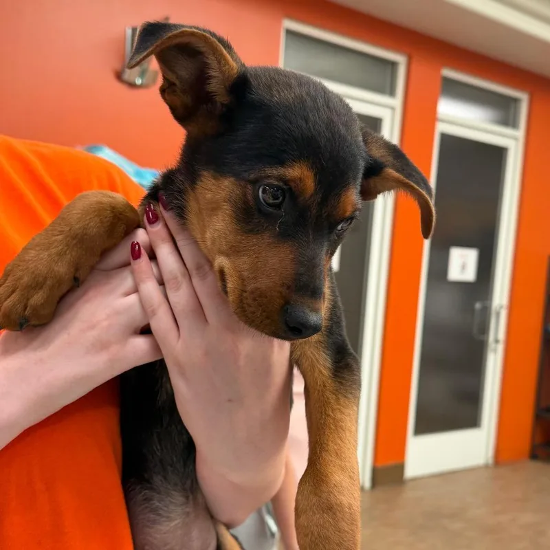A baby large-sized female Black Shepherd dog named WAGSStray for adoption in Westminster, CA