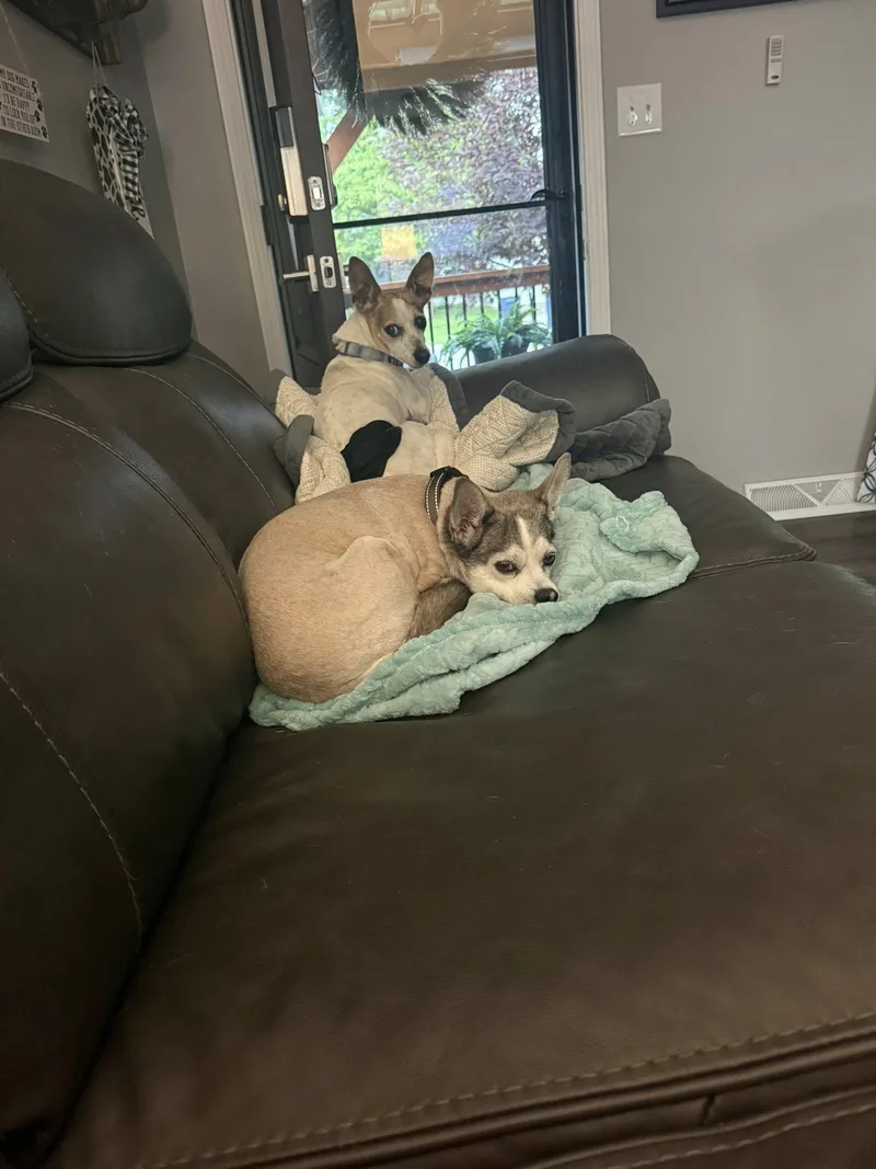 Buddy
