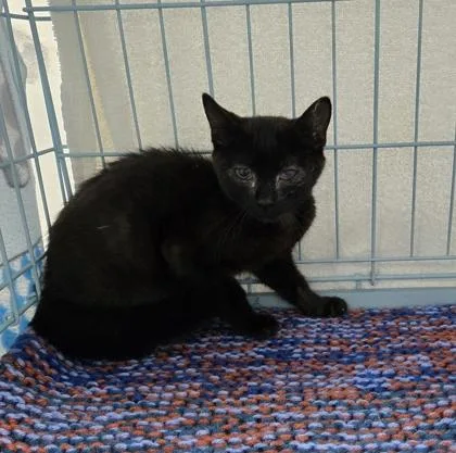 A baby small-sized male Domestic Short Hair cat named Amanti for adoption in Gainesville, FL