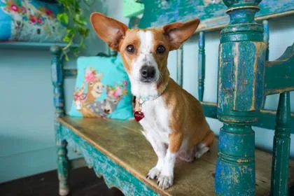 An adult small-sized female Chihuahua dog named Alani for adoption in San Antonio, TX