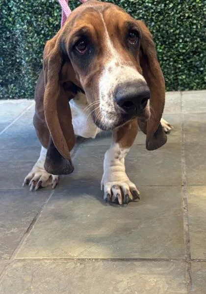 An adult medium-sized female Brown / Chocolate Basset Hound dog named 60747744 for adoption in El Paso, TX