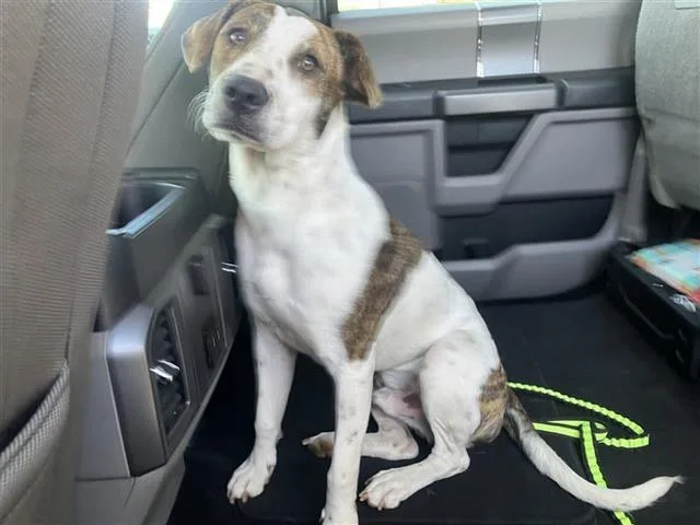 A young medium-sized male American Staffordshire Terrier dog named Brock for adoption in San Antonio, TX