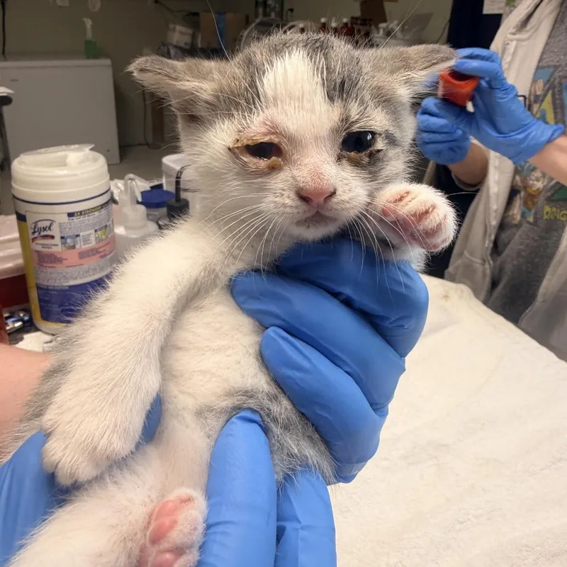 A baby small-sized female Gray / Blue / Silver Domestic Short Hair cat named Liberty for adoption in Mount Juliet, TN