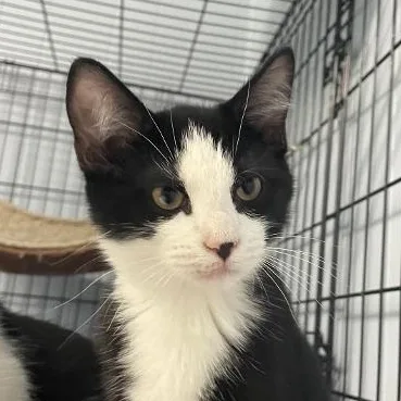 A baby medium-sized male Black & White / Tuxedo Domestic Short Hair cat named Melvin for adoption in Spencer, IN