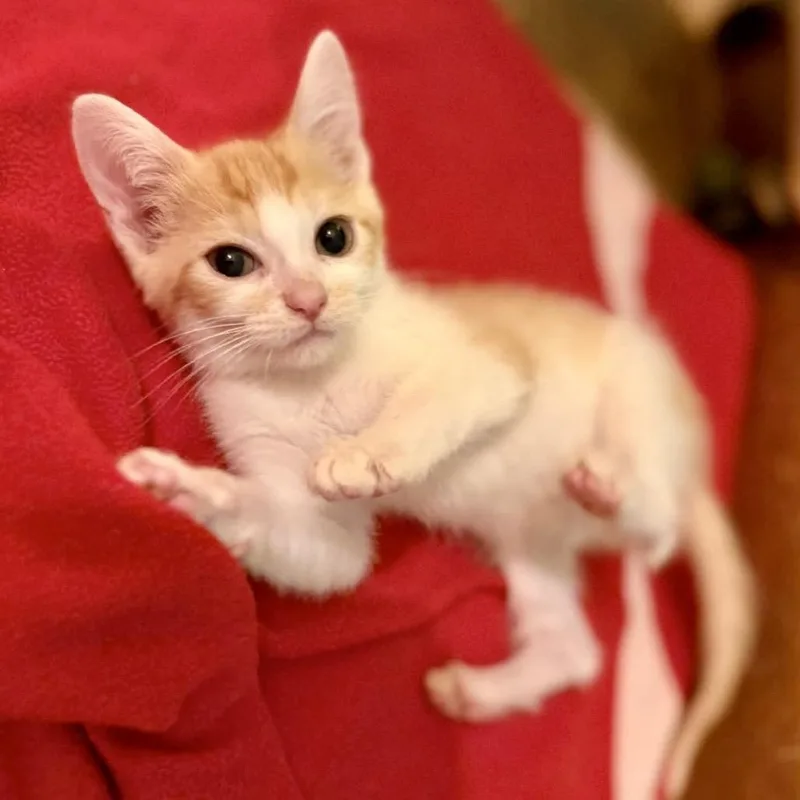 A baby small-sized male Domestic Short Hair cat named Dash for adoption in St Joseph, MO