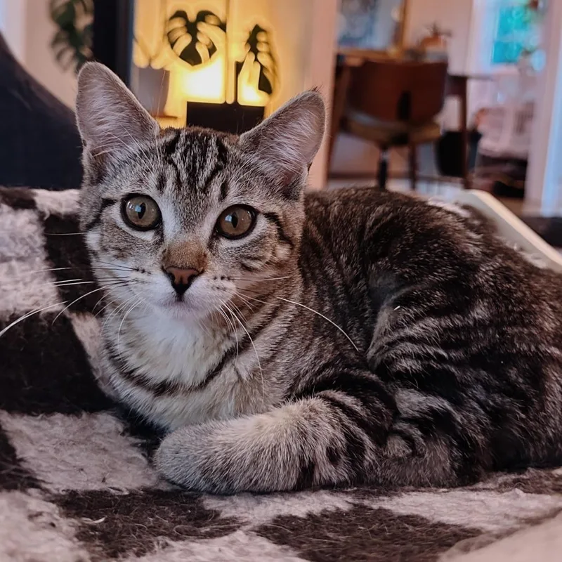 A baby small-sized female Brown / Chocolate Domestic Short Hair cat named Daisy for adoption in Los Angeles, CA