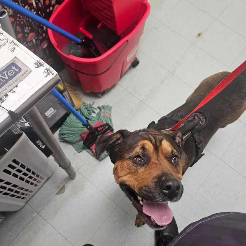 An adult medium-sized male Brown / Chocolate Mixed Breed dog named Veldora for adoption in Philadelphia, PA